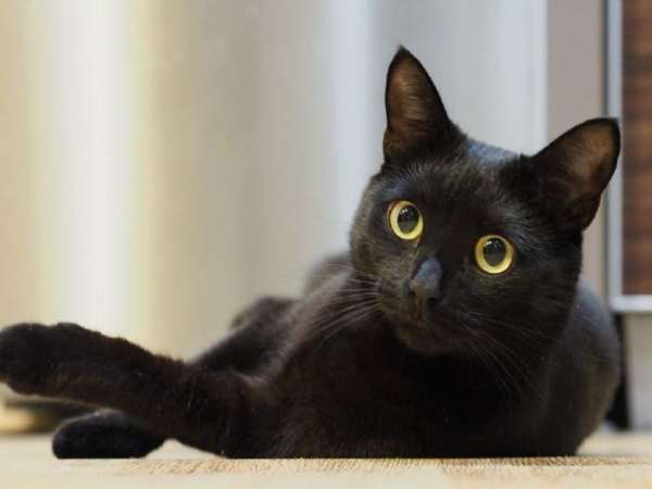 Ngủ mơ thấy mèo đen là lô đề số mấy ? Mang điềm báo gì ?